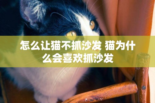 怎么讓貓不抓沙發 貓為什么會喜歡抓沙發