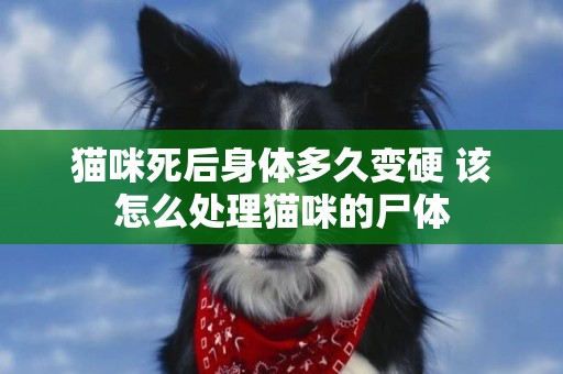 貓咪死后身體多久變硬 該怎么處理貓咪的尸體