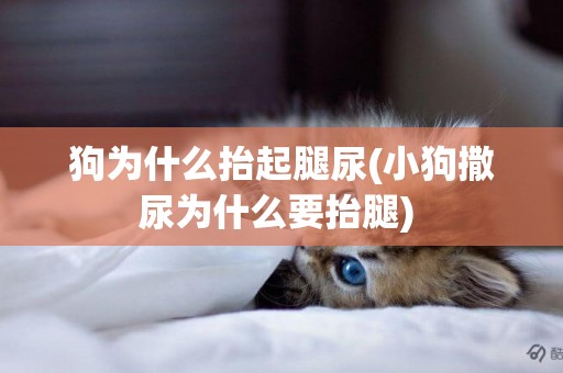 狗為什么抬起腿尿(小狗撒尿為什么要抬腿) 