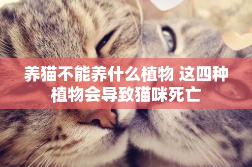 養貓不能養什么植物 這四種植物會導致貓咪死亡 養貓不能養什么植物 這四種植物會導致貓咪死亡