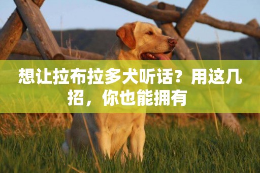 想讓拉布拉多犬聽話？用這幾招，你也能擁有 