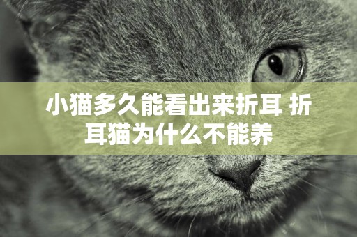 小貓多久能看出來折耳 折耳貓為什么不能養