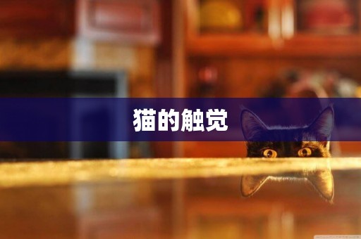 貓的觸覺