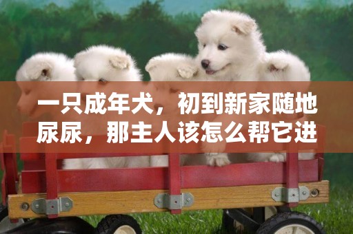 一只成年犬，初到新家隨地尿尿，那主人該怎么幫它進行家庭訓練？ 