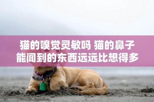 貓的嗅覺靈敏嗎 貓的鼻子能聞到的東西遠遠比想得多