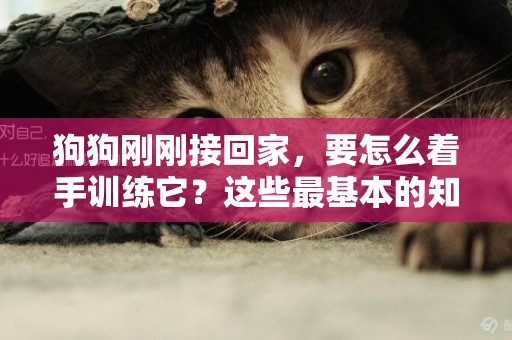 狗狗剛剛接回家，要怎么著手訓練它？這些最基本的知識它要懂 