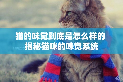 貓的味覺到底是怎么樣的 揭秘貓咪的味覺系統 貓的味覺到底是怎么樣的 揭秘貓咪的味覺系統