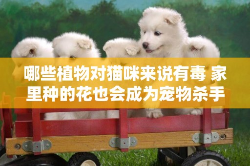 哪些植物對貓咪來說有毒 家里種的花也會成為寵物殺手