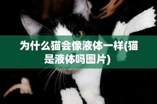 為什么貓會像液體一樣(貓是液體嗎圖片) 