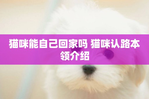 貓咪能自己回家嗎 貓咪認路本領介紹
