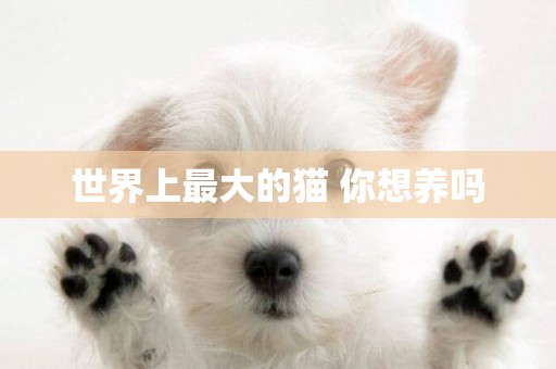 世界上最大的貓 你想養嗎