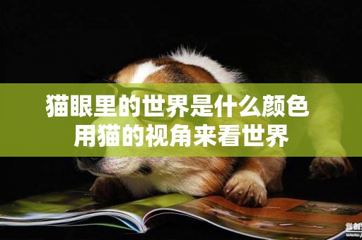 貓眼里的世界是什么顏色 用貓的視角來看世界