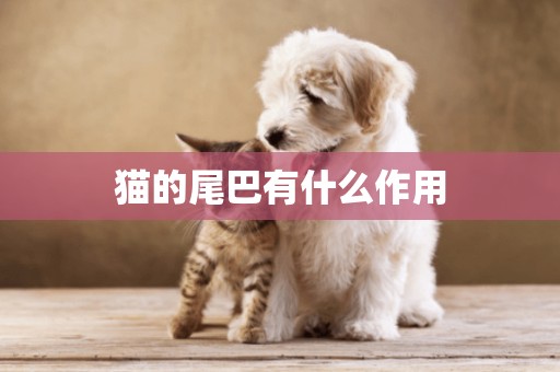 貓的尾巴有什么作用