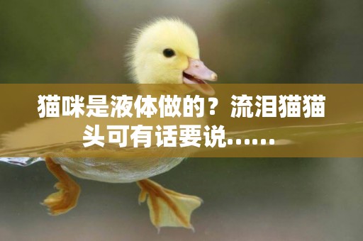貓咪是液體做的？流淚貓貓頭可有話要說…… 