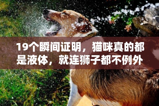 19個瞬間證明，貓咪真的都是液體，就連獅子都不例外！ 