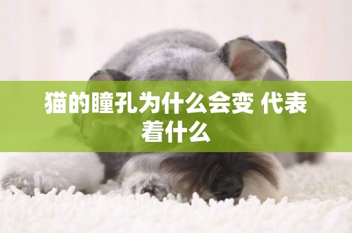 貓的瞳孔為什么會變 代表著什么