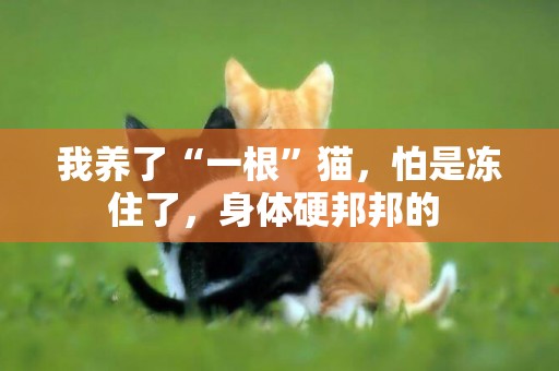 我養了“一根”貓，怕是凍住了，身體硬邦邦的 