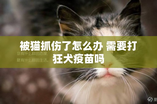 被貓抓傷了怎么辦 需要打狂犬疫苗嗎