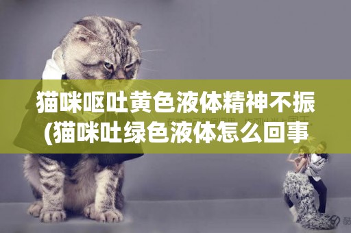 貓咪嘔吐黃色液體精神不振(貓咪吐綠色液體怎么回事) 