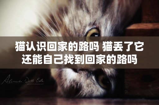 貓認識回家的路嗎 貓丟了它還能自己找到回家的路嗎