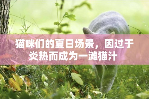 貓咪們的夏日場景，因過于炎熱而成為一灘貓汁 