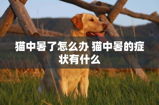貓中暑了怎么辦 貓中暑的癥狀有什么 貓中暑了怎么辦 貓中暑的癥狀有什么