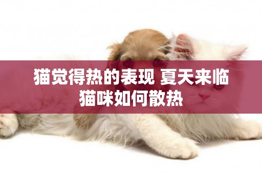 貓覺得熱的表現 夏天來臨貓咪如何散熱