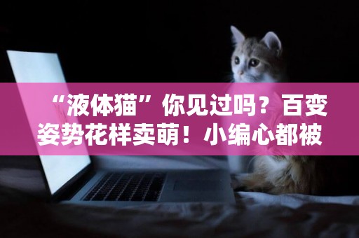 “液體貓”你見過嗎？百變姿勢花樣賣萌！小編心都被萌化啦 