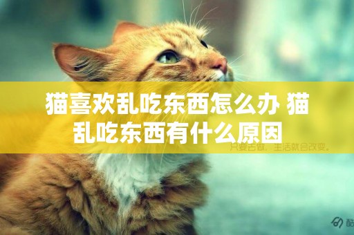 貓喜歡亂吃東西怎么辦 貓亂吃東西有什么原因