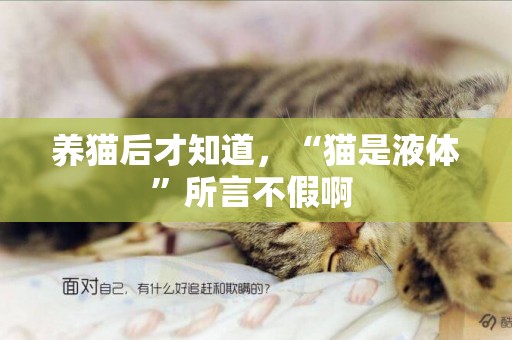 養貓后才知道，“貓是液體”所言不假啊 