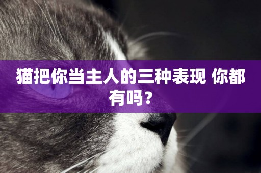 貓把你當主人的三種表現 你都有嗎？
