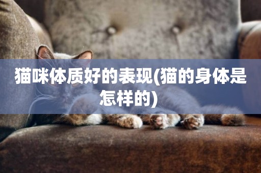 貓咪體質好的表現(貓的身體是怎樣的) 