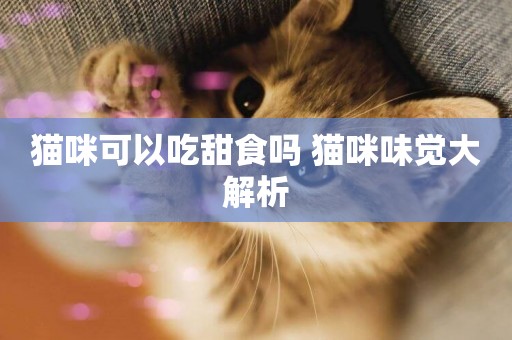 貓咪可以吃甜食嗎 貓咪味覺大解析