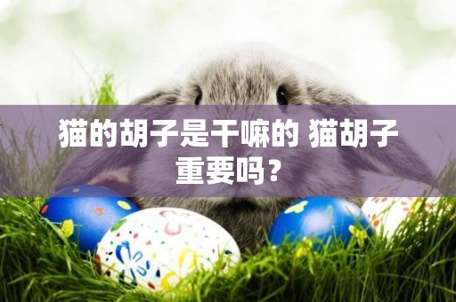 貓的胡子是干嘛的 貓胡子重要嗎？