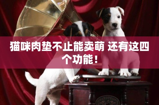 貓咪肉墊不止能賣萌 還有這四個功能！