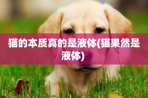 貓的本質真的是液體(貓果然是液體) 