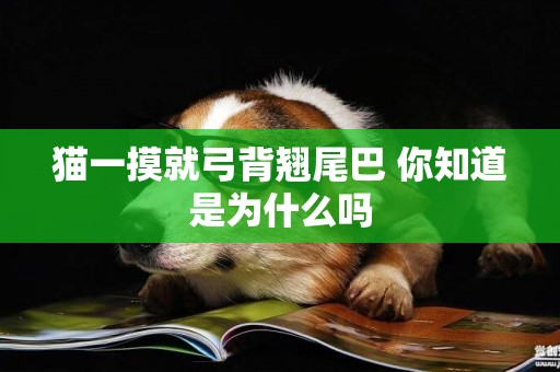 貓一摸就弓背翹尾巴 你知道是為什么嗎