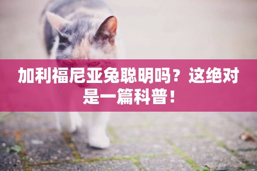 加利福尼亞兔聰明嗎?這絕對是一篇科普! 加利福尼亞兔聰明嗎?這絕對是一篇科普!