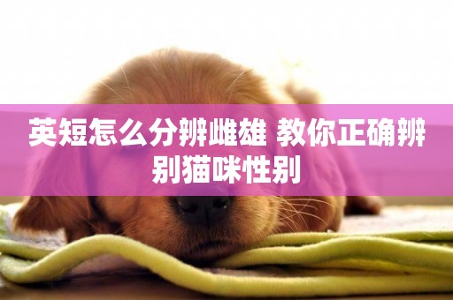 英短怎么分辨雌雄 教你正確辨別貓咪性別