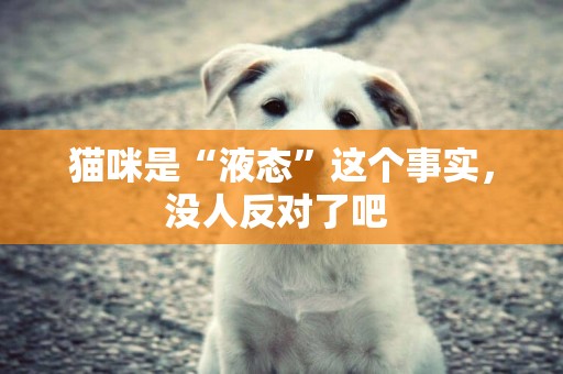 貓咪是“液態”這個事實，沒人反對了吧 
