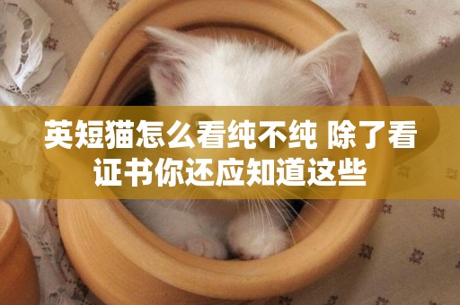 英短貓怎么看純不純 除了看證書你還應知道這些