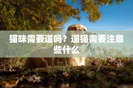 貓咪需要遛嗎？遛貓需要注意些什么