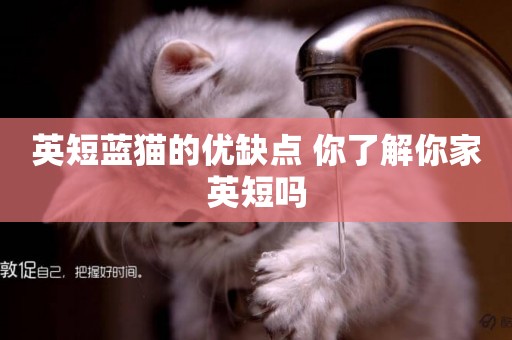英短藍貓的優缺點 你了解你家英短嗎