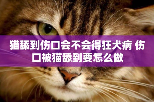 貓舔到傷口會不會得狂犬病 傷口被貓舔到要怎么做