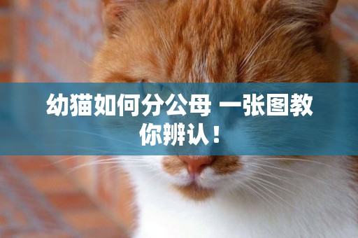 幼貓如何分公母 一張圖教你辨認! 幼貓如何分公母 一張圖教你辨認!
