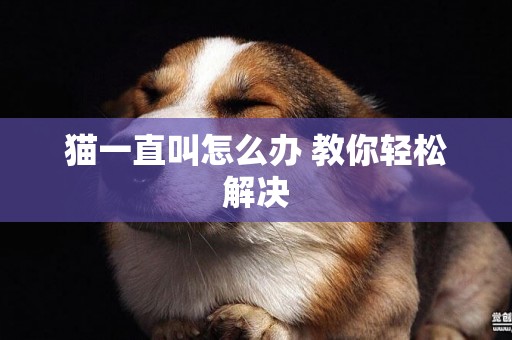 貓一直叫怎么辦 教你輕松解決
