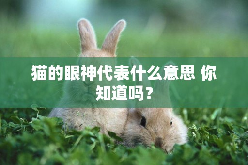 貓的眼神代表什么意思 你知道嗎? 貓的眼神代表什么意思 你知道嗎?
