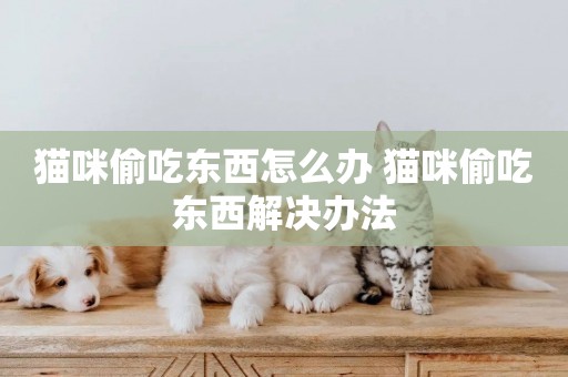 貓咪偷吃東西怎么辦 貓咪偷吃東西解決辦法