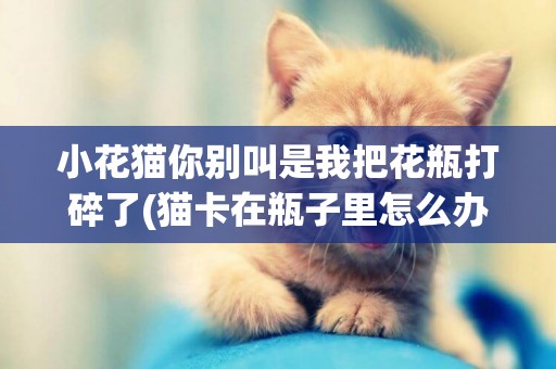 小花貓你別叫是我把花瓶打碎了(貓卡在瓶子里怎么辦) 