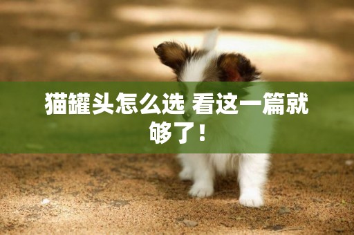 貓罐頭怎么選 看這一篇就夠了！
